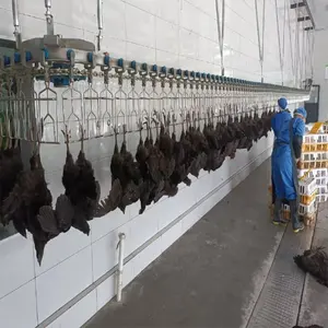 Otomatik Abattoir ekipmanları lal kanatlı tavuk kesim işleme haşlanma yolma makinesi satılık