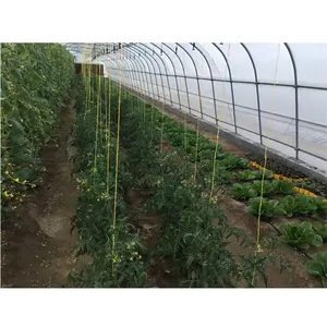 Skyplant PE Film Tunnel Tropical Greenhouse for Growing Cucumber/Tomato/Strawberry/leafy vegetable