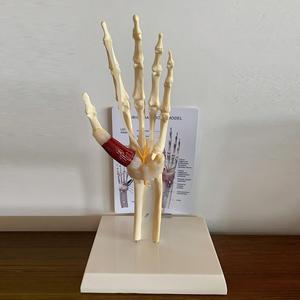 แบบจำลองข้อต่อข้อมือมนุษย์พร้อมกล้ามเนื้อ เอ็น ข้อต่อ และเส้นประสาท สำหรับ<span class=keywords><strong>การ</strong></span>เรียนการสอนทาง<span class=keywords><strong>การ</strong></span>แพทย์ - Product Image 5