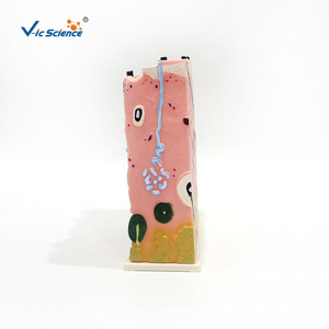 Synchronisation des couleurs assistée par l'ordinateur pour les modèles d'anatomie cutanée, modèles avancés de structures cutanées peintes - Product Image 3
