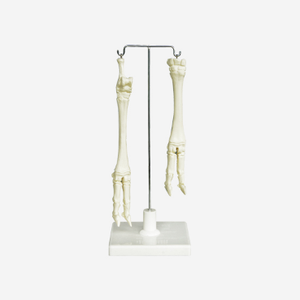 GelsonLab HSBM-121 vida tamaño extremidad inferior articulado modelo - Product Image 4