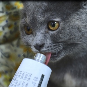 Pâte alimentaire à base de lait de chèvre <span class=keywords><strong>pour</strong></span> animaux domestiques, complément alimentaire, soins de santé <span class=keywords><strong>pour</strong></span> chiens et chats - Product Image 2