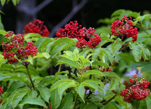 Toptan sertifikalı <span class=keywords><strong>6</strong></span> yaşında kırmızı <span class=keywords><strong>Ginseng</strong></span> kökü en iyi fiyat bitki özü aktif madde saponinleri ile - Product Image 3