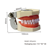 Herramienta de examen y práctica de Prostodoncia estándar de resina, modelo dental desmontable de enseñanza oral de 28 dientes