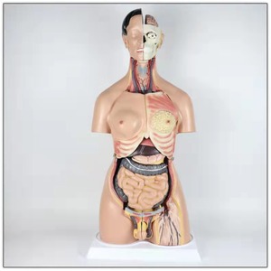 Torso humano para sexo dual, juguete de alta calidad de 85cm de altura, 38 piezas - Product Image 3
