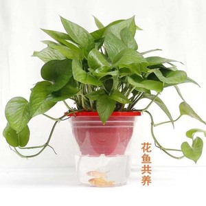 Maceta para Pothos con Absorción Automática de Agua, Maceta Transparente con Autorriego para Plantas Verdes de Escritorio - Product Image 1