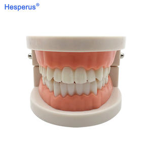 Modèle de dents dentaires orthodontiques standard avec accolades Supports en métal/céramique pour l'étude de la dentisterie HESPERUS - Product Image 4