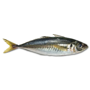 Poisson congelé, maquereau, poisson BQF, maquereau atlantique de grande taille, fournisseur de maquereau - Product Image 1