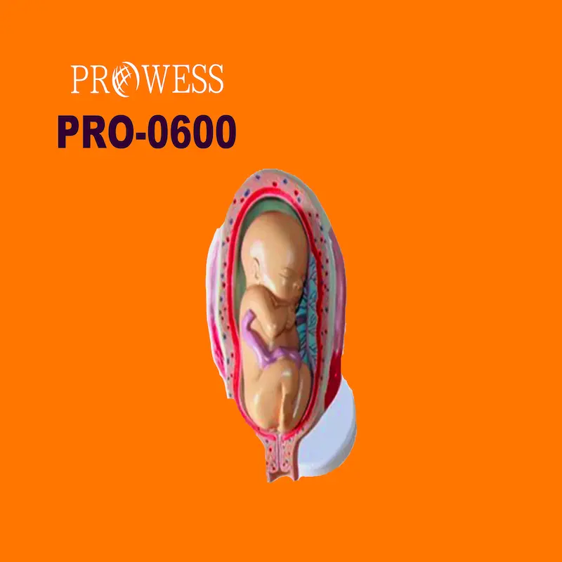 PRO-0600 8 stages Fetus development model Embryonic development model Fetal development model