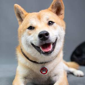 Nuevo collar de cuerda de cuero sólido para mascotas con cintas y campana para gatos y perros pequeños accesorio antipérdida ecológico - Product Image 1