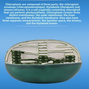 Modèle de structure d'organe, morphologie cellulaire, démonstration structurelle par microscope électronique, aide pédagogique pour la biologie au lycée - Product Image 3