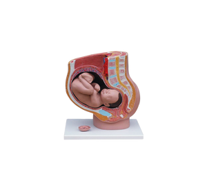 ADA-332B section du bassin féminin humain (4 parties) - Product Image 1