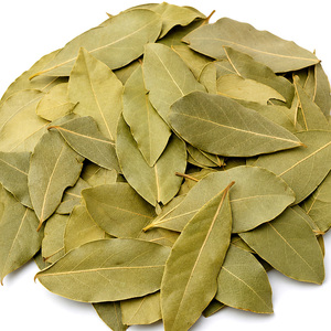 Daun Salam Kering Grosir Daun Laurel Utuh Laurus Nobilis Bahan Baku Bumbu Makanan