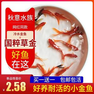 Alevines de Peces Koi Dorados, Peces Ornamentales de Agua Fría, Peces Acuáticos Resistentes Vivos, Venta al por Mayor - Product Image 4