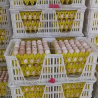 Cage de transport d'œufs de poulet en plastique léger et durable, état neuf avec garantie d'un an, caisses et plateaux de transport d'œufs
