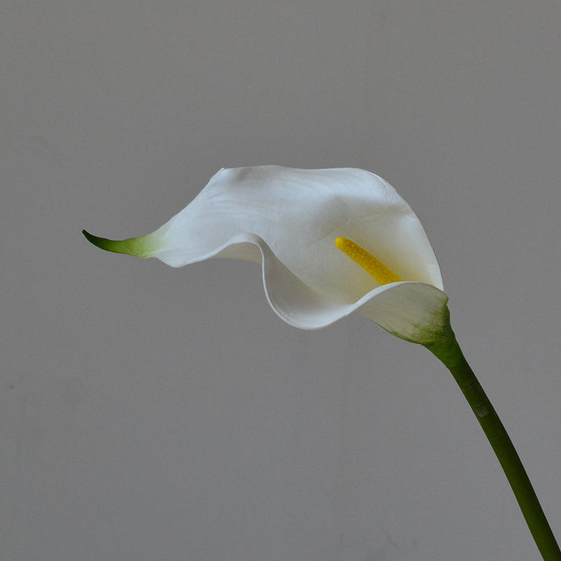 Calla grand blanc