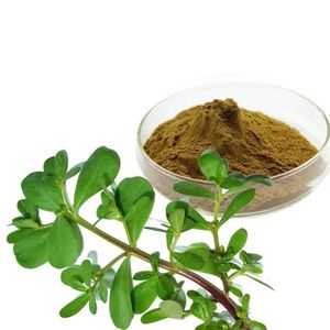 Extrait de Yucca en Poudre de Qualité Alimentaire à Bas Prix, Additif Alimentaire à Base de Plantes, Extrait Herbal par Extraction par Solvant, Conditionné en Bouteille ou en Bidon - <span class=keywords><strong>Wellgreen</strong></span> - Product Image 3