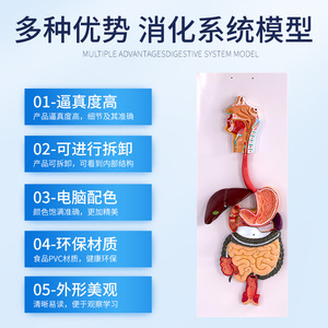 Modèles du système digestif humain : modèle du rectum, modèle de l'œsophage, modèle de la bouche, du nez, de la gorge, du ventre, modèle du côlon, modèle du foie - Product Image 4