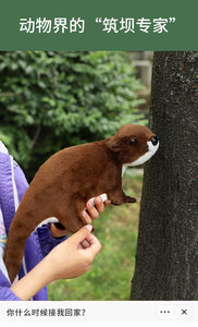 Simulazione lontra bambola peluche mare lontra bambola cuscino <span class=keywords><strong>Zoo</strong></span> ornamenti bambola di pezza all'ingrosso - Product Image 4