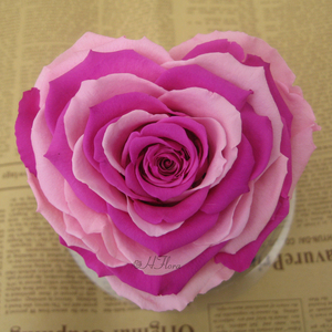 <span class=keywords><strong>Flores</strong></span> Encurtidas para el Día <span class=keywords><strong>de</strong></span> San Valentín, Día <span class=keywords><strong>de</strong></span> la Madre, Decoraciones <span class=keywords><strong>de</strong></span> Boda, Rosa Preservada en Forma <span class=keywords><strong>de</strong></span> Corazón Natural, Elegante y Duradera, 9~10 cm - Product Image 5