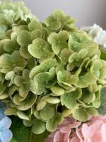 Bunga Hydrangea Hijau Muda Real Touch, Bunga Sutra Hydrangea Besar 176 Buah, Set Buatan Tangan Alami, Dekorasi Hotel Modern