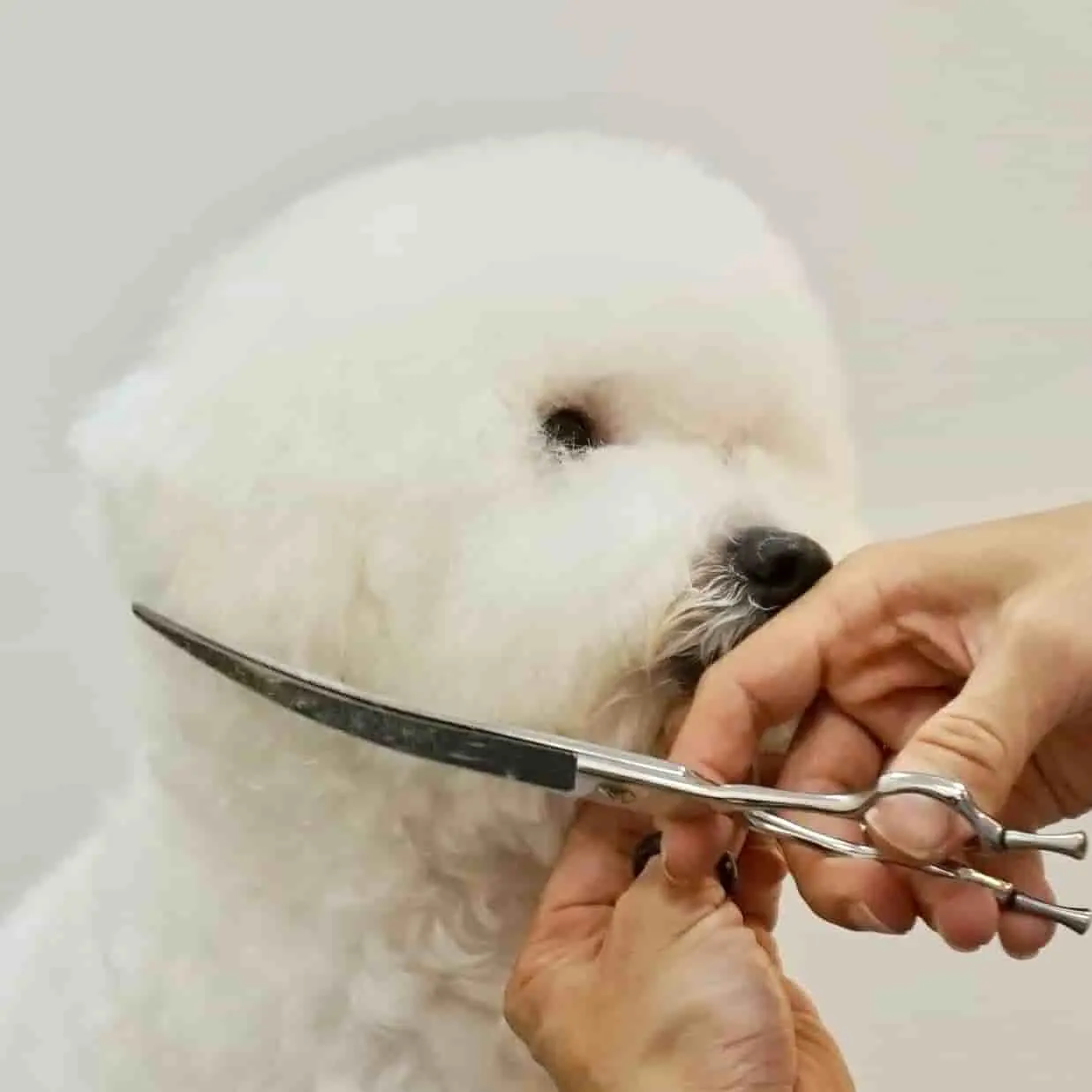 Tijeras curvadas para mascotas, para el pelo