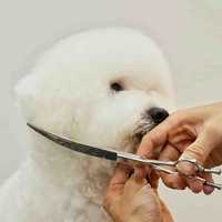 Ciseaux de toilettage professionnels incurvés en acier inoxydable japonais de 8 pouces, écologiques, pour chiens et chats, avec poignée ISO9001