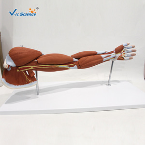 Modèle musculaire du membre supérieur humain (7 parties) : spécimen de structure musculaire détachable pour l'enseignement de l'anatomie. - Product Image 1