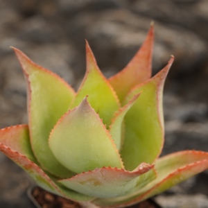 [Aloe Imalotensis] Succulente de Madagascar, Rosette compacte de type cactus, Spécimen de plantes rares résistantes à la sécheresse - Product Image 3