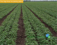 Semoir à maïs pneumatique à 6 rangs, machine agricole en gros, vente chaude