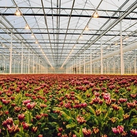 Serres agricoles commerciales multi-chapelles en verre avec système hydroponique pour la production de laitues, de fraises et de fleurs