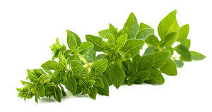 <span class=keywords><strong>Huile</strong></span> d'oregon <span class=keywords><strong>sauvage</strong></span>, bio, pour la thérapie, ml - Product Image 4