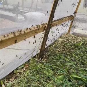 100gsm châu chấu châu chấu chăn nuôi chuyên nghiệp nhựa Net 40 lưới dày Côn trùng Net cuộc sống cao - Product Image 2