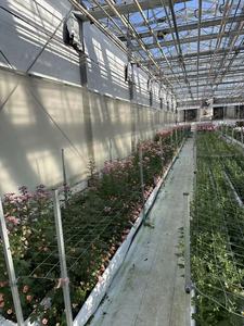 Invernadero Venlo de Gran Tamaño y Alta Calidad Personalizado en Oferta, con Vidrio Templado y Estructura de Acero Galvanizado por Inmersión en Caliente - Product Image 4