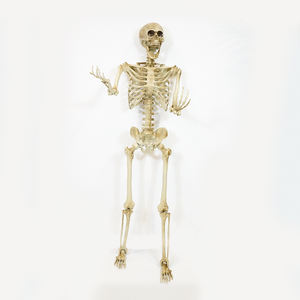 Décoration d'Halloween personnalisée Horreur Halloween Décorations <span class=keywords><strong>Squelette</strong></span> 12 pieds pour Maison Hantée Décor Maison Fête Cimetière - Product Image 1