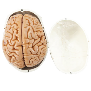 Modelo Anatómico de Cabeza Humana 3D en PVC Ecológico, Diseño Profesional para Escuelas de Medicina - Product Image 2