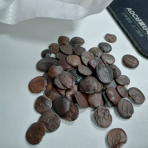 Semi <span class=keywords><strong>di</strong></span> Glicine - Tasso <span class=keywords><strong>di</strong></span> Germinazione Elevato (80%+) per Giardinaggio Domestico e Paesaggistica - Product Image 4