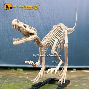 שלי דינו D30 מוצגי המוזיאון 3d דגם Velociraptor שלד