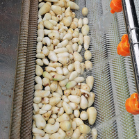 Aardappel Wasschil Wasmachine Fruit Industriële Machine Voor Het Schillen Van Cassave Schone Dunschiller Wasmachine Prijs