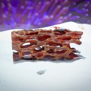 Nieuwe Aankomst Creatieve Simulatie Hars Vis Garnalen Schuilplaats Huis Rust Grot <span class=keywords><strong>Aquarium</strong></span> Ornament Voor <span class=keywords><strong>Aquarium</strong></span> Levende Landschap - Product Image 1