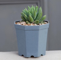 Pots à fleurs octogonaux en plastique pour plantes succulentes, décoration de jardin, pépinière, maison, bureau, extérieur – Vente en gros, pas cher et durable