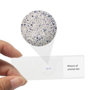 Glissière de microscope pour l'enseignement de l'observation des œufs fécondés d'Ascaris Equis avec plaque mitotique dans les cellules animales - Product Image 1