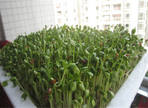 Hot Sale Automatic Barley Fodder Growing Systems Vegetable <strong>Seedlings</strong> <strong>Sprout</strong> Machine - Product Image 5