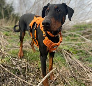 Chaleco acolchado suave para perros-Arnés ligero y cómodo para cachorros, listo para envío rápido - Product Image 4