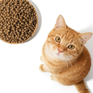 <span class=keywords><strong>Nourriture</strong></span> <span class=keywords><strong>pour</strong></span> chats à bas prix, produits en gros, 10 kg, protéines de haute qualité, <span class=keywords><strong>nourriture</strong></span> sèche <span class=keywords><strong>pour</strong></span> chats et chiens en vrac, meilleure marque <span class=keywords><strong>pour</strong></span> chatons, ODM OEM - Product Image 1