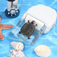 Tortue de taxidermie artisanale en résine cristalline emballée dans de l'acrylique pour un cadeau interactif de ressources éducatives pour les amateurs de sciences