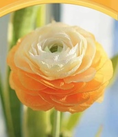 Papier crépon coloré en gros d'usine, papier à bords froissés, papier d'emballage floral de qualité supérieure pour fleurs fraîches, fleuristes