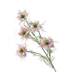 ดอกไม้ประดิษฐ์ ดอกไม้บานสะพรั่ง 005 ดอกไม้ผ้าไหม ตกแต่งงานแต่งงาน ดอกไม้จำลองคุณภาพสูง ก้านเดี่ยว - Product Image 5