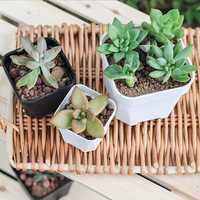 Macetas Cuadradas para Plántulas, Vasos de Plástico para Semillas, Macetas para Suculentas, Contenedores para Plantas de Jardín