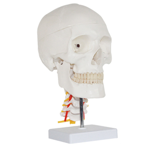 Modèle anatomique de <span class=keywords><strong>crâne</strong></span> adulte <span class=keywords><strong>humain</strong></span> modèle de <span class=keywords><strong>crâne</strong></span> grandeur nature Science médicale modèle d'anatomie <span class=keywords><strong>3D</strong></span> de <span class=keywords><strong>crâne</strong></span> <span class=keywords><strong>humain</strong></span> avec des nerfs - Product Image 6